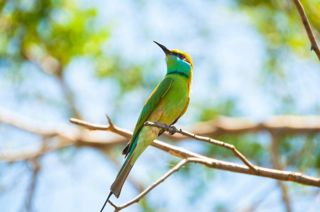 Brightly coloured little bee eater