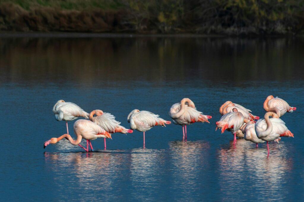 Closeup of a flock of sleeping flamingos in a tranquil lake