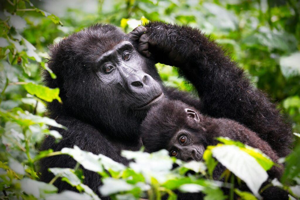 Closeup shot of a chimpanzee in Uganda