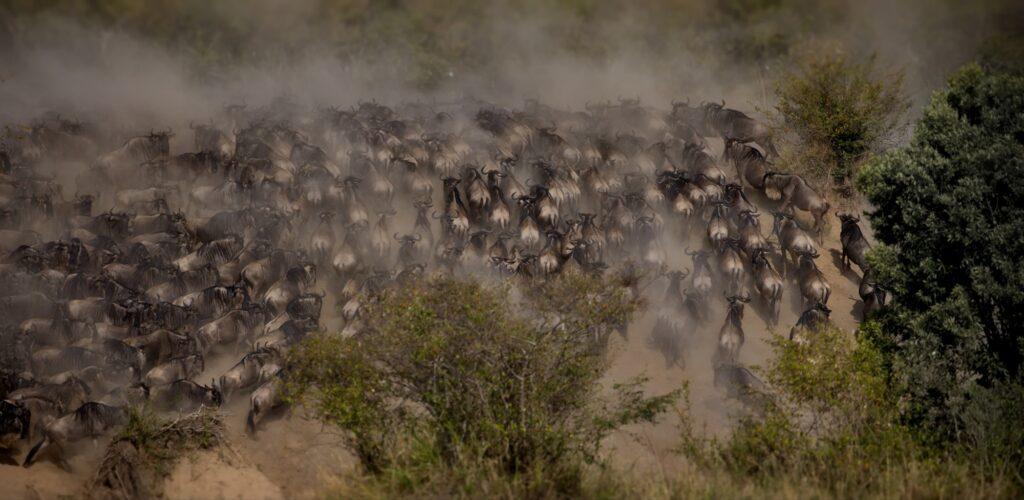 Large group of wildebeests running in the dust, Masai Mara