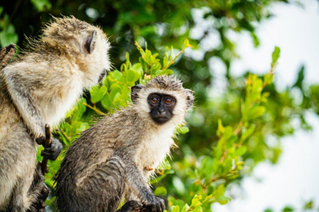 Monkey Primate Mammals Wild Wildlife Animals Nairobi National Park Kenya