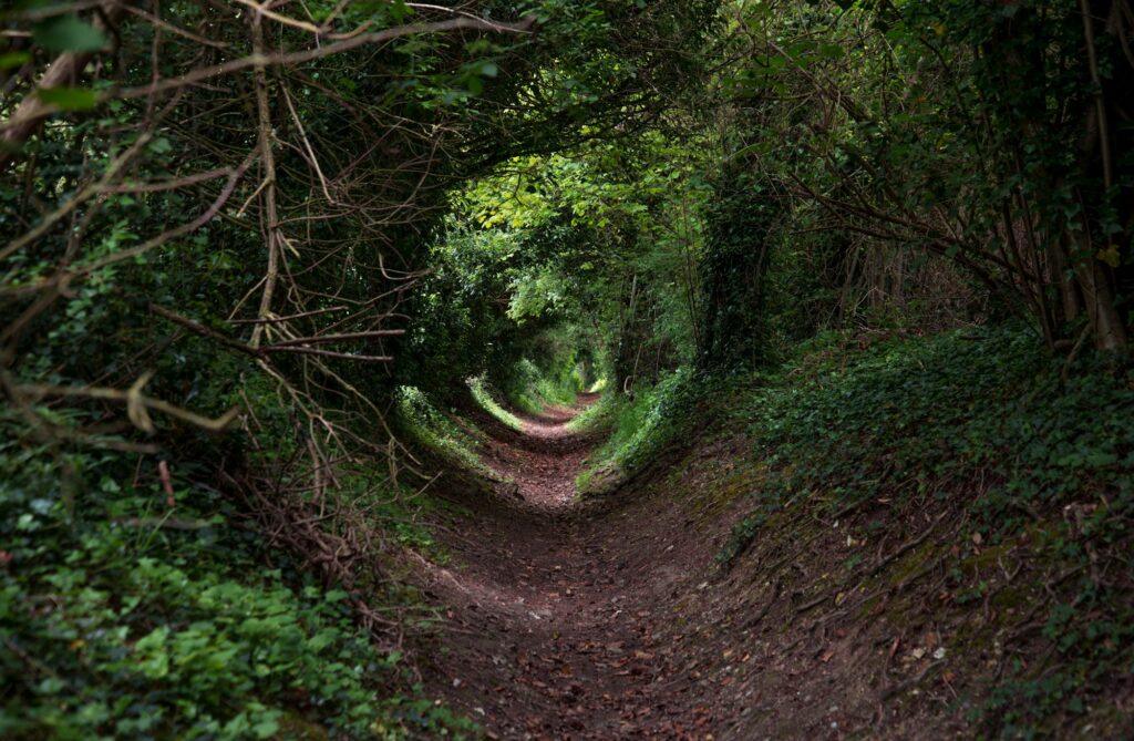 Nature Tunnel Walk