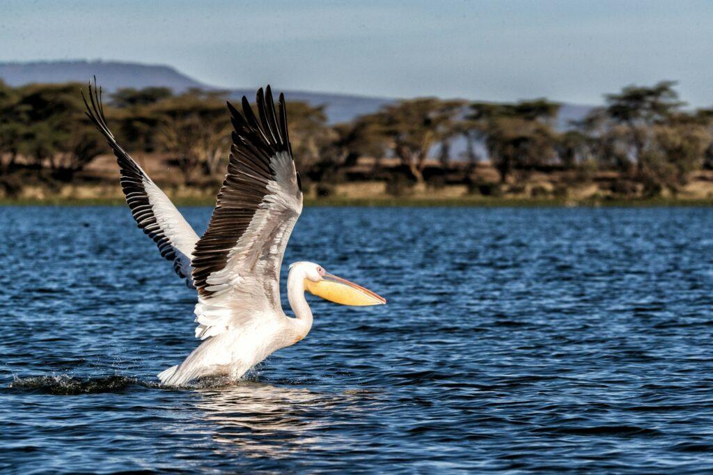 Pelican Taking Off For Flight on Lake Naivasha