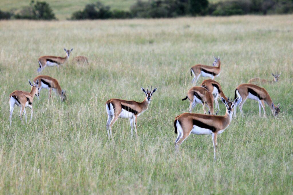 Thompsons Gazelle - Maasai Mara Reserve - Kenya